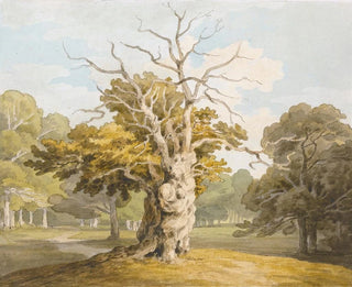 John White Abbott - An Oak At Kedleston Hall Derbyshire.webp