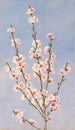 Fleurs de pêcher - John William Hill — vy av konstverket