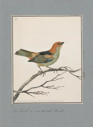John William Lewin - Original watercolour drawings of birds and eggs Pl02.webp