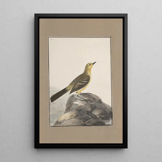 John William Lewin - Original watercolour drawings of birds and eggs Pl04.webp