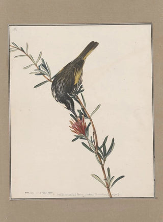 John William Lewin - Original watercolour drawings of birds and eggs Pl05.webp