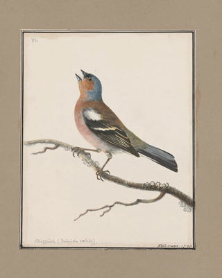 John William Lewin - Original watercolour drawings of birds and eggs Pl06.webp