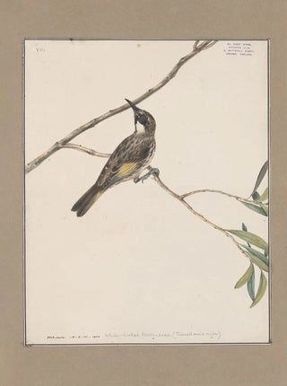 John William Lewin - Original watercolour drawings of birds and eggs Pl07.webp