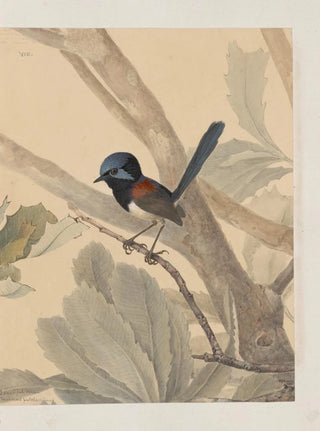 John William Lewin - Original watercolour drawings of birds and eggs Pl08.webp