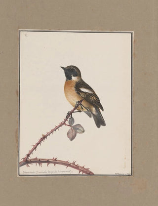 John William Lewin - Original watercolour drawings of birds and eggs Pl10.webp