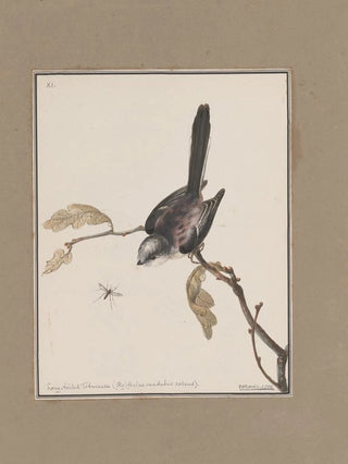 John William Lewin - Original watercolour drawings of birds and eggs Pl11.webp