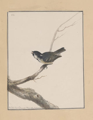 John William Lewin - Original watercolour drawings of birds and eggs Pl13.webp