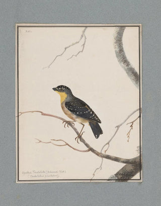 John William Lewin - Original watercolour drawings of birds and eggs Pl16.webp