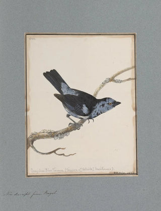 John William Lewin - Original watercolour drawings of birds and eggs Pl17.webp