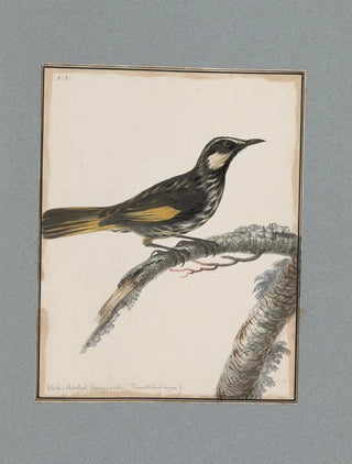 John William Lewin - Original watercolour drawings of birds and eggs Pl19.webp