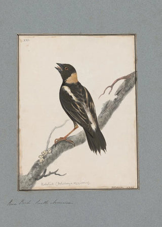 John William Lewin - Original watercolour drawings of birds and eggs Pl21.webp