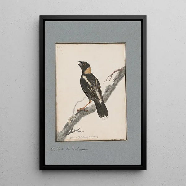 John William Lewin - Original watercolour drawings of birds and eggs Pl21.webp
