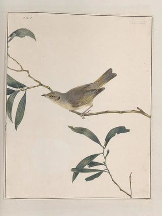 John William Lewin - Original watercolour drawings of birds and eggs Pl24.webp