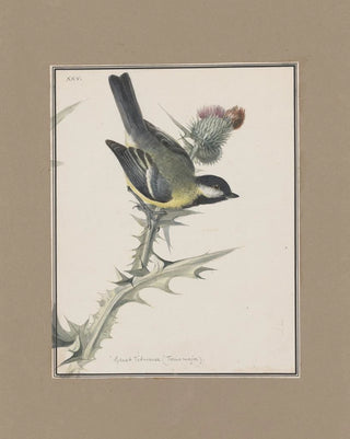 John William Lewin - Original watercolour drawings of birds and eggs Pl25.webp