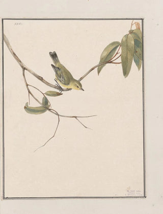 John William Lewin - Original watercolour drawings of birds and eggs Pl26.webp