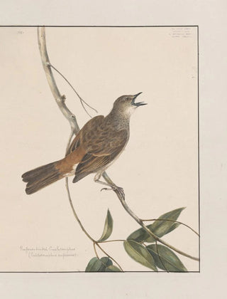John William Lewin - Original watercolour drawings of birds and eggs Pl27.webp