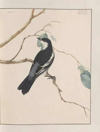 John William Lewin - Original watercolour drawings of birds and eggs Pl28.webp