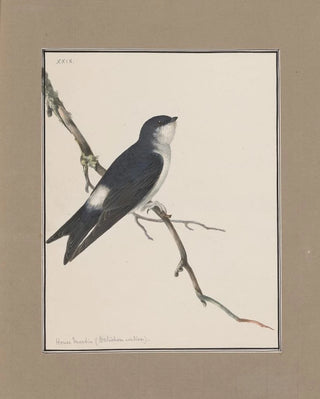 John William Lewin - Original watercolour drawings of birds and eggs Pl29.webp