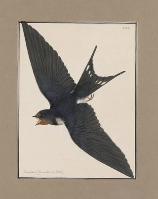 John William Lewin - Original watercolour drawings of birds and eggs Pl30.webp