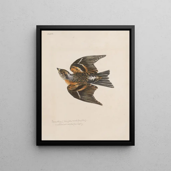 John William Lewin - Original watercolour drawings of birds and eggs Pl32.webp