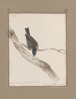 John William Lewin - Original watercolour drawings of birds and eggs Pl33.webp
