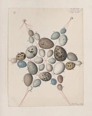 John William Lewin - Original watercolour drawings of birds and eggs Pl41.webp