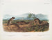 Arvicola de Townsend, Arvicola à nez pointu, Råttan vid floden - John Woodhouse Audubon — vy av konstverket