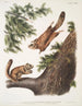 Pteromys sabrinus Fladdermus av Severn-floden 2 Pteromys alpinus Bergskogens ekorre - John Woodhouse Audubon — vy av konstverket
