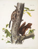 Sciurus Fremonsii Ekorre av Fremont Naturlig storlek 2 Sciurus fuliginosus Ekorre fuligineux Naturlig storlek - John Woodhouse Audubon — vy av konstverket