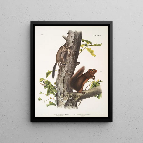 John Woodhouse Audubon - 1 Sciurus Fremonsii Fremonts Squirrel Natural size 2 Sciurus fuliginosus Sooty Squirrel Natural size.webp