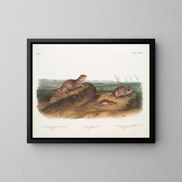 Townsend Spermophile, prärievarg av Oregon, texansk prärievarg - John Woodhouse Audubon — inramlat konstverk på väggen