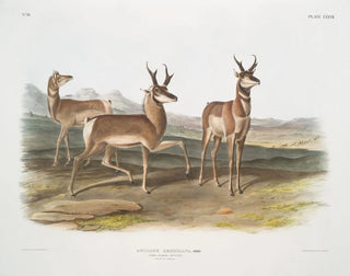 amerikansk antilop, hane och hona - John Woodhouse Audubon — vy av konstverket
