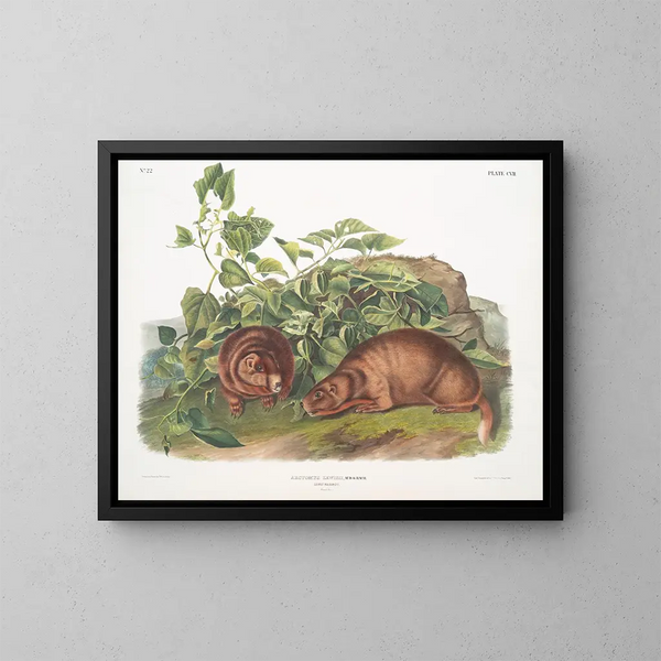 Marmotte av Lewis i naturlig storlek - John Woodhouse Audubon — inramlat konstverk på väggen