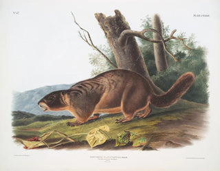 Marmotte à ventre jaune mâle taille naturelle - John Woodhouse Audubon — vy av konstverket