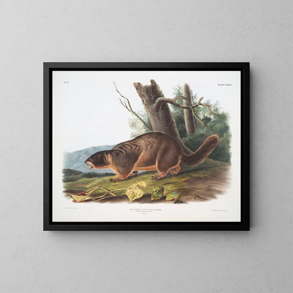Marmotte à ventre jaune mâle taille naturelle - John Woodhouse Audubon — inramlat konstverk på väggen