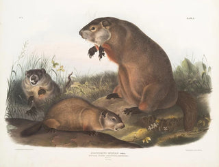 Marmotte du Maryland - John Woodhouse Audubon — vy av konstverket