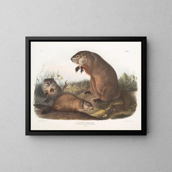Marmotte du Maryland - John Woodhouse Audubon — inramlat konstverk på väggen