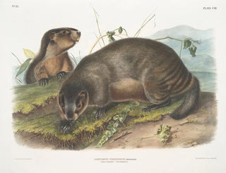 Marmotte des neiges - John Woodhouse Audubon — vy av konstverket
