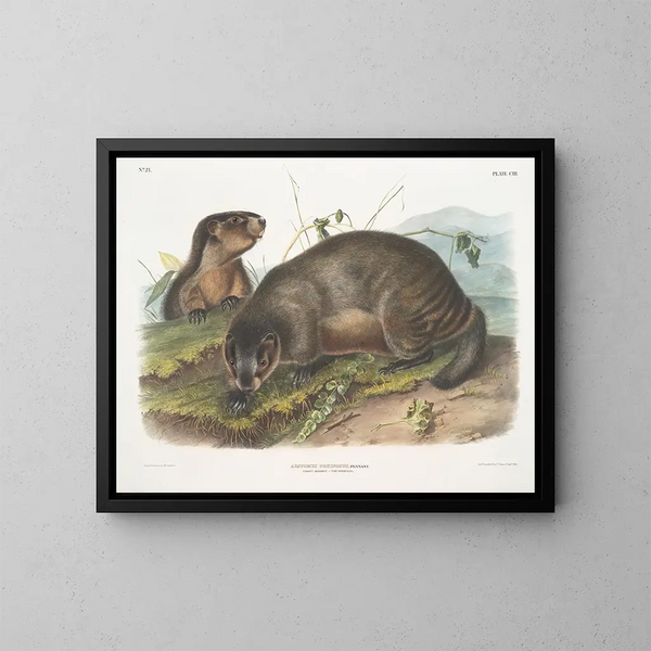 Marmotte des neiges - John Woodhouse Audubon — inramlat konstverk på väggen