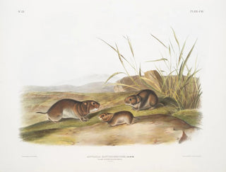 John Woodhouse Audubon - Arvicola xanthognathus Yellow cheeked Meadow Mouse Natural size.webp