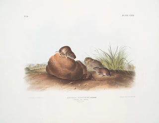 Mus av tall han och hon i naturlig storlek - John Woodhouse Audubon — vy av konstverket