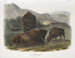 amerikansk bison, 1 hona, 2 ungar, 3 hanar - John Woodhouse Audubon — vy av konstverket