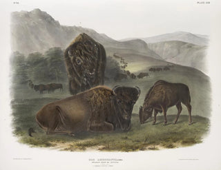 amerikansk bison, 1 hona, 2 ungar, 3 hanar - John Woodhouse Audubon — vy av konstverket