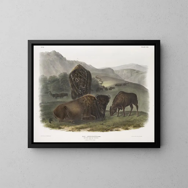 amerikansk bison, 1 hona, 2 ungar, 3 hanar - John Woodhouse Audubon — inramlat konstverk på väggen