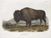 manlig amerikansk bison - John Woodhouse Audubon — vy av konstverket
