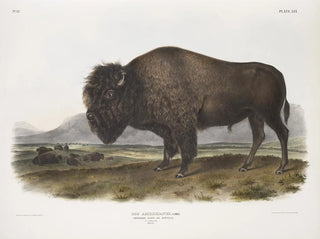 manlig amerikansk bison - John Woodhouse Audubon — vy av konstverket