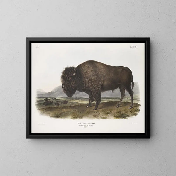 manlig amerikansk bison - John Woodhouse Audubon — inramlat konstverk på väggen