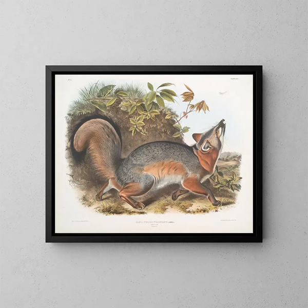 Renard gris - John Woodhouse Audubon — inramlat konstverk på väggen