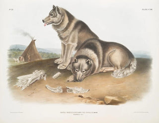 John Woodhouse Audubon - Canis familiaris Esquimaux Dog.webp