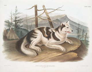John Woodhouse Audubon - Canis familiaris HareIndian Dog Male.webp